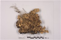 藏品(斑葉衣屬)的圖片